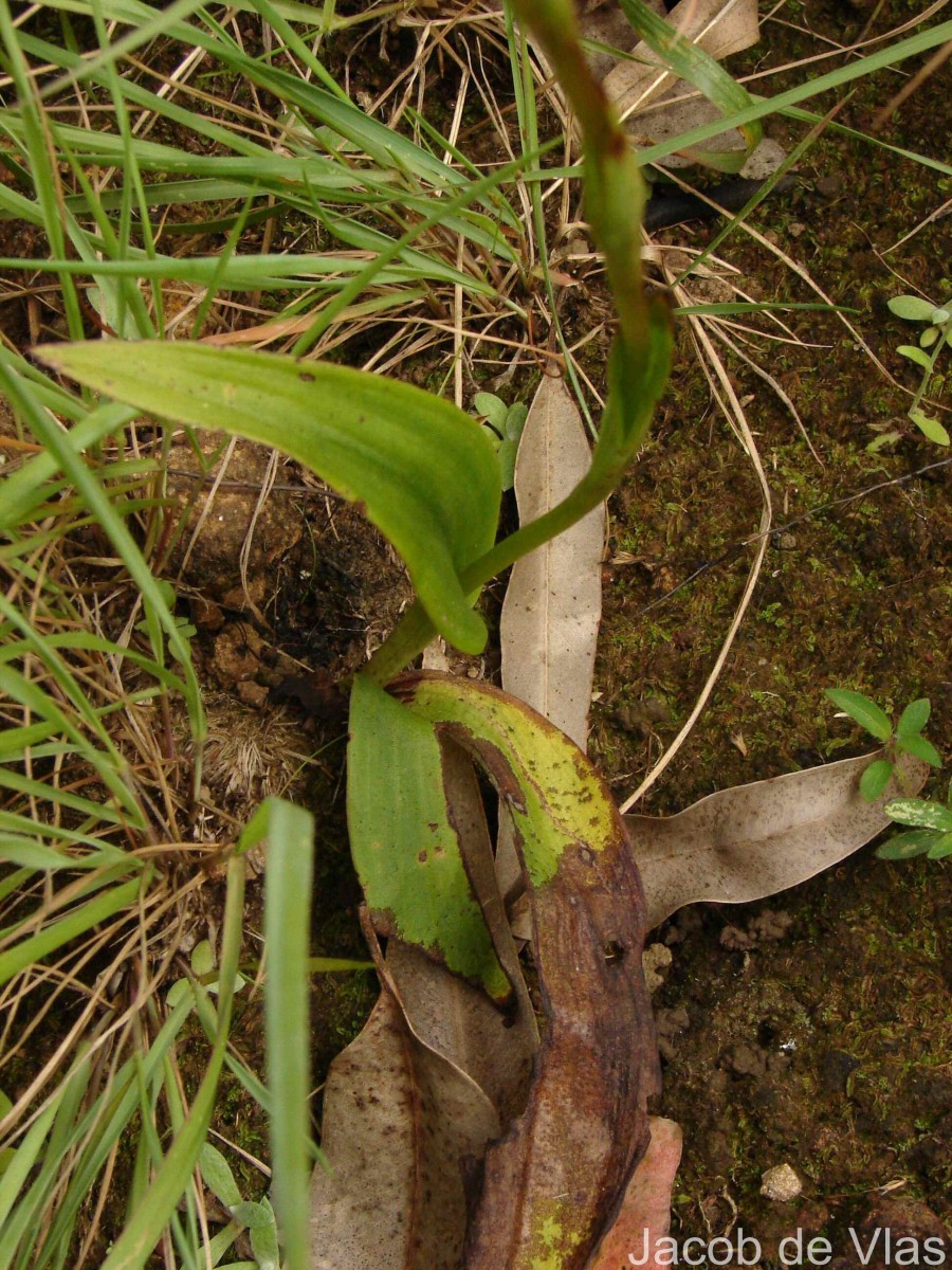 Satyrium nepalense D.Don